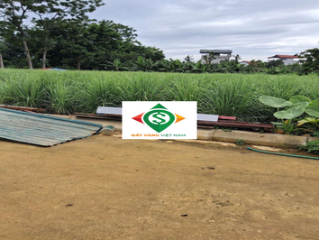 Bán 117m² Đất Phú Cát, Thôn Hòa Trúc, Full Thổ Cư Sát KCN Cao Hòa Lạc